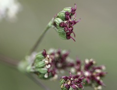 Seseli tommasinii