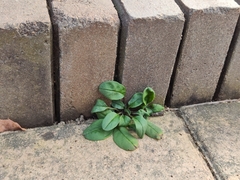 Trigonotis peduncularis