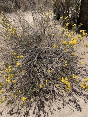 Ericameria linearifolia