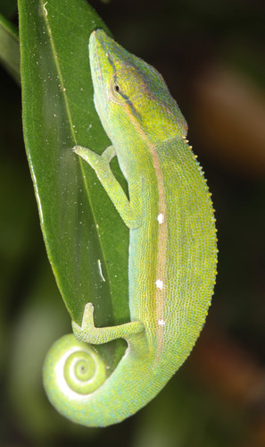Calumma gastrotaenia