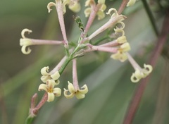 Asperula aristata scabra