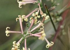 Asperula aristata scabra