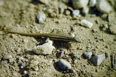 Ophisops elegans basoglui