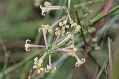 Asperula aristata scabra