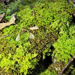 Rhynchostegium murale