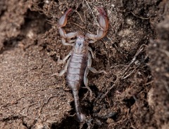 Euscorpius sicanus