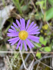 Brachyscome microcarpa