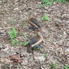 Dendrocygna javanica