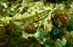 Neoodax balteatus