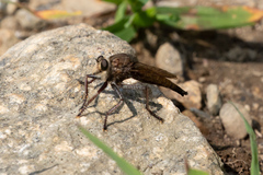 Proctacanthus philadelphicus