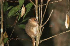 Microcebus lehilahytsara