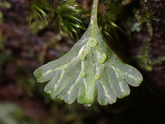 Hymenophyton flabellatum