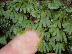 Hymenophyton flabellatum