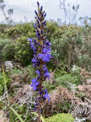 Aristea capitata