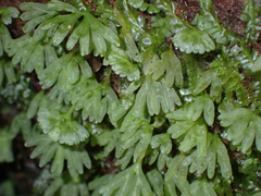 Hymenophyton flabellatum