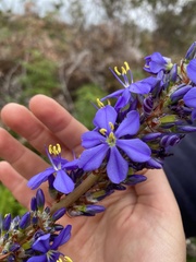 Aristea capitata