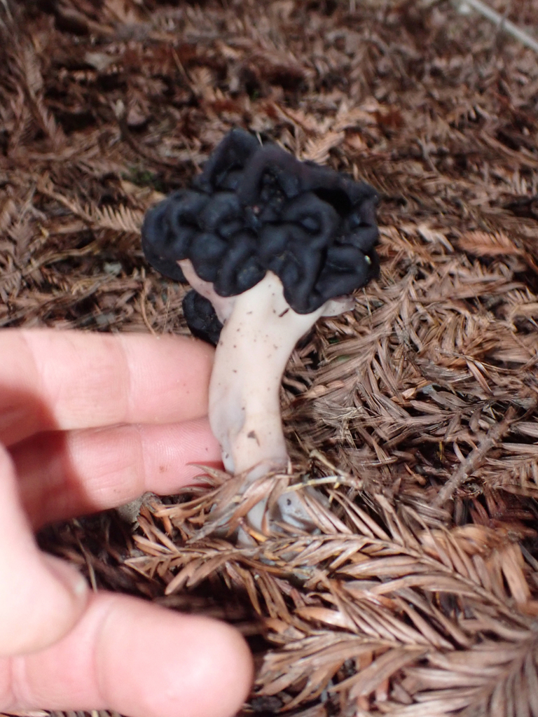False Morel Preparation at Sidney Hart blog