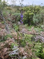 Aristea capitata