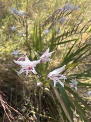 Gladiolus carneus