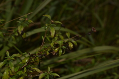 Centratherum riparium