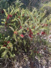 Melaleuca quadrifida