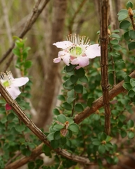 Leptospermum rotundifolium