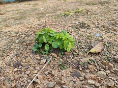 Causonis japonica