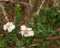 Leptospermum rotundifolium