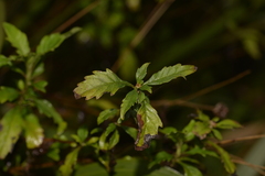 Centratherum riparium