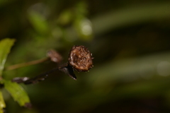 Centratherum riparium