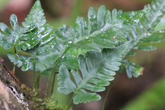 Davallia repens