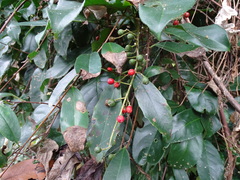 Turpinia formosana
