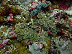 Palythoa