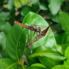 Orthetrum chrysis