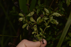 Centratherum riparium