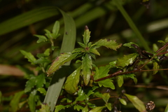 Centratherum riparium