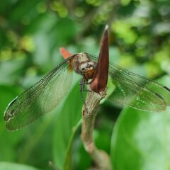 Orthetrum chrysis