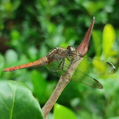 Orthetrum chrysis