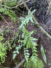 Asplenium lyallii