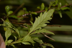 Centratherum riparium