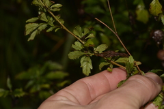 Centratherum riparium