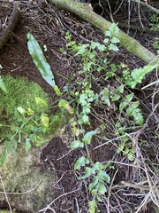 Asplenium lyallii