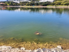 Myliobatis tenuicaudatus
