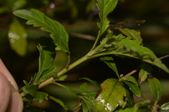 Centratherum riparium