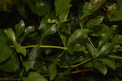 Acronychia oblongifolia