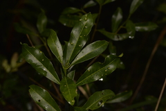 Acronychia oblongifolia