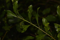 Acronychia oblongifolia