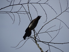 Dendrocitta formosae