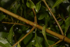 Acronychia oblongifolia