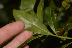 Acronychia oblongifolia
